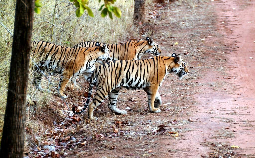 Chitwan Safari Camp & Lodge Sauraha Esterno foto