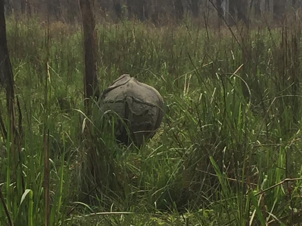 Chitwan Safari Camp & Lodge Sauraha Esterno foto