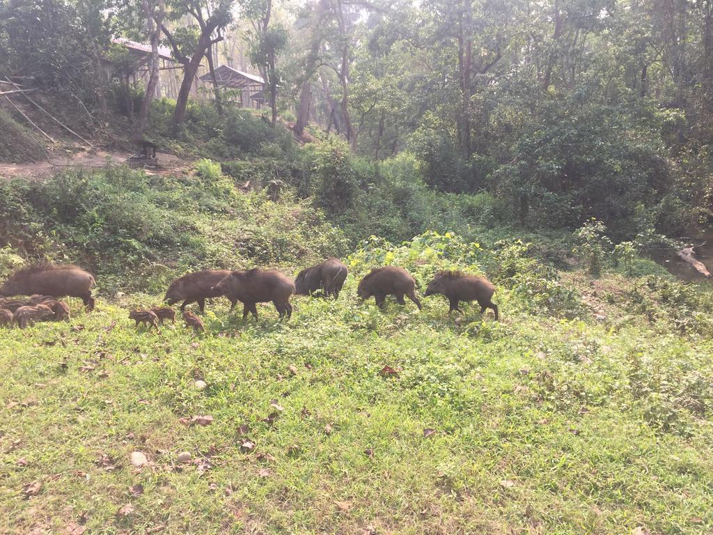 Chitwan Safari Camp & Lodge Sauraha Esterno foto